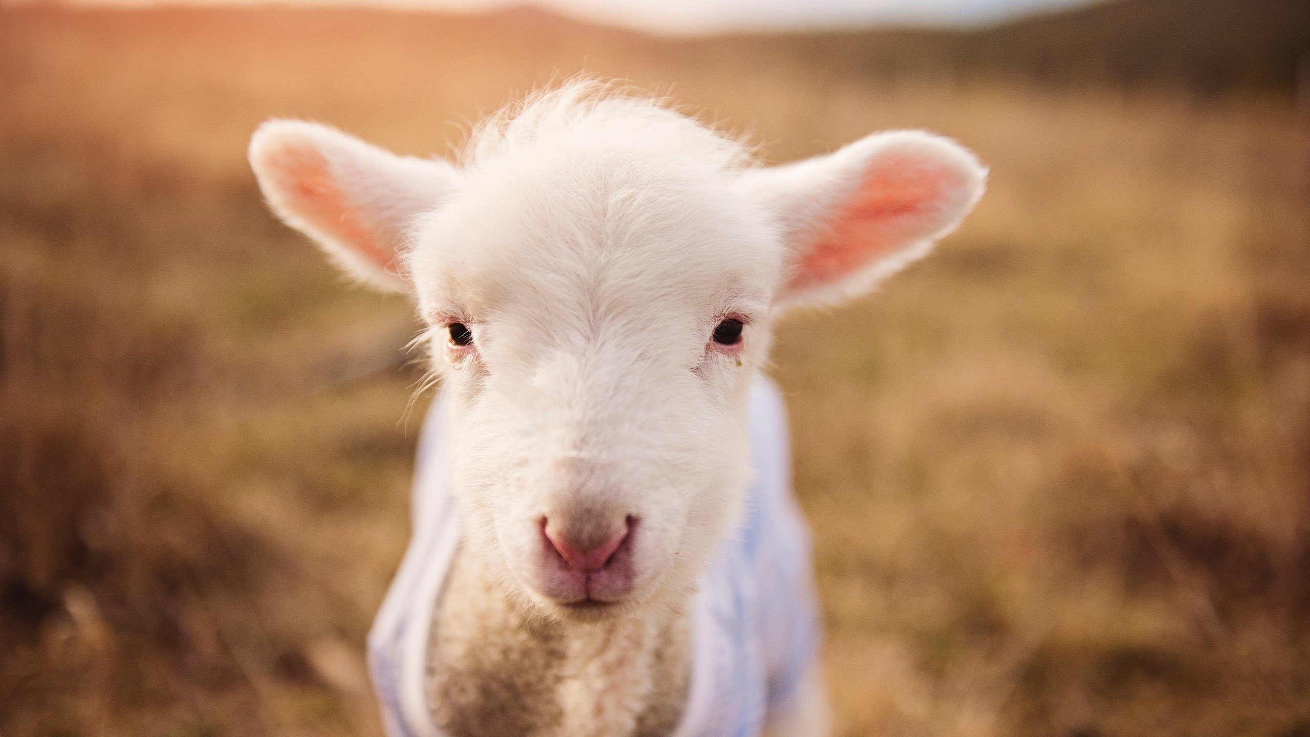 fb体育官网-亚眠主场被图卢兹逼平，双方战成平局，亚眠对图卢兹