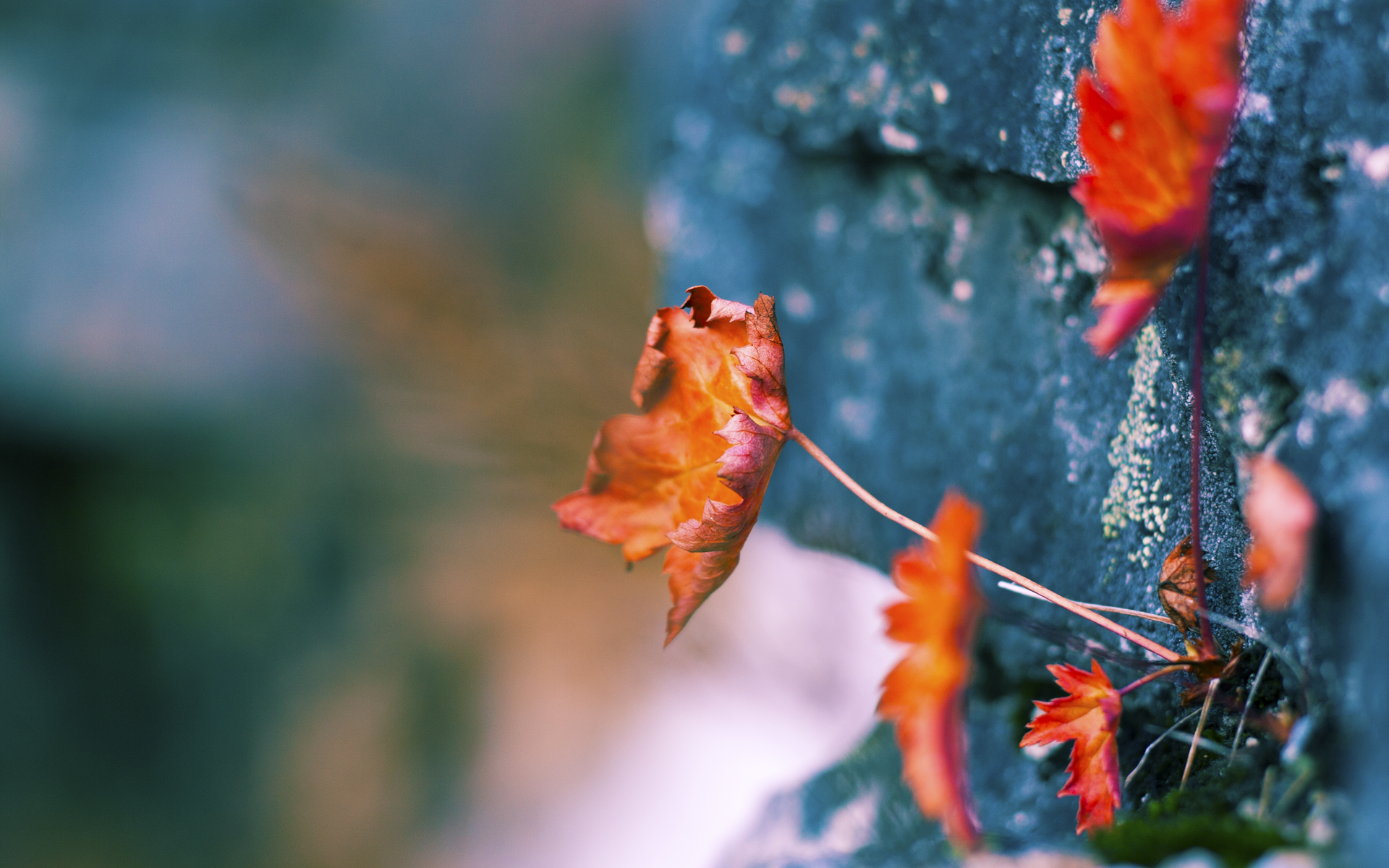FB体育官方平台-北京首钢球队凝聚力不断增强，北京首钢球队队员名单