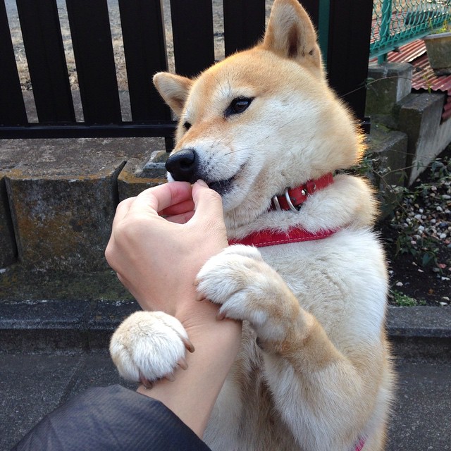 fb体育网站-山东高速主场优势发挥显著，山东高速新项目