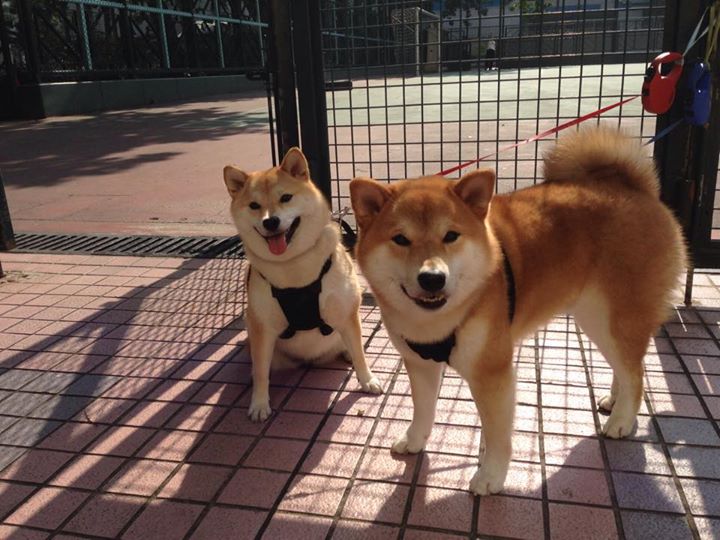 fb体育下载-中超联赛红黄牌数据总览，中超官网数据红黄牌