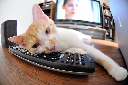 fb体育试玩-自由泳接力突尼斯团队协作顺畅，400米自由泳突尼斯